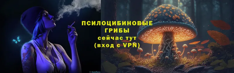 blacksprut   Власиха  Галлюциногенные грибы Psilocybe 